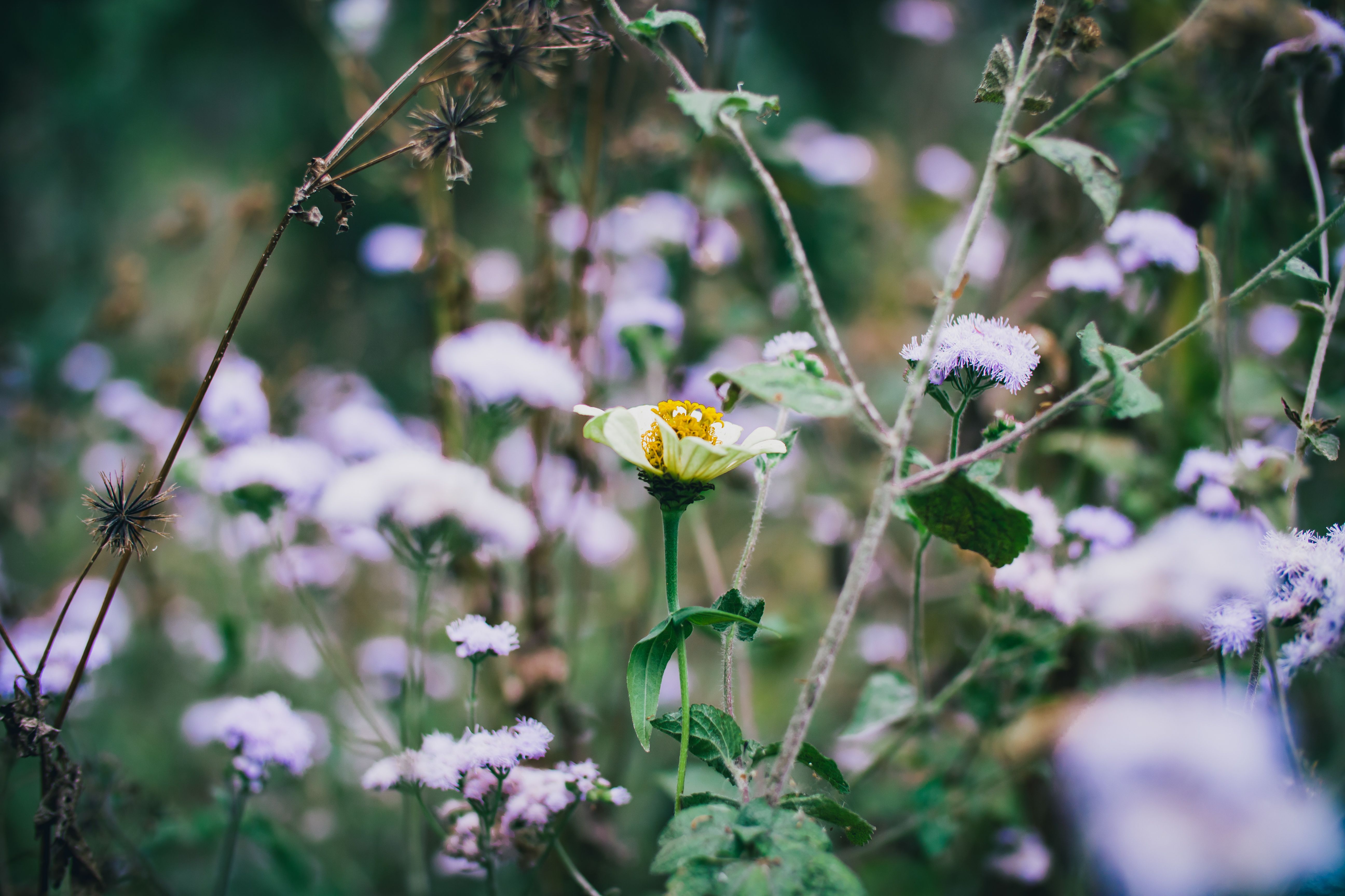 Close up of Wildflowers · Free Stock Photo