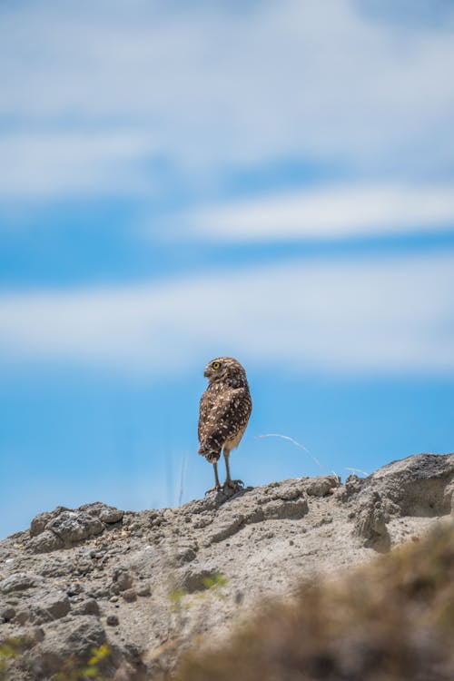 Close-up of an Owl Standing on a Rock 