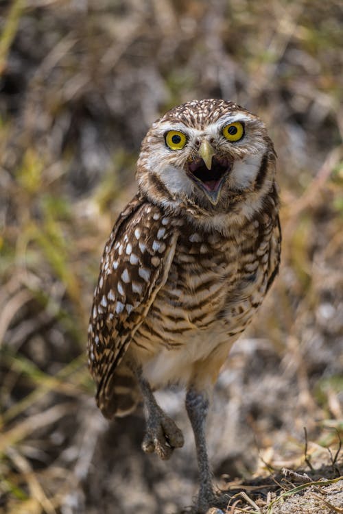 Close-up of a Burrowing Owl 