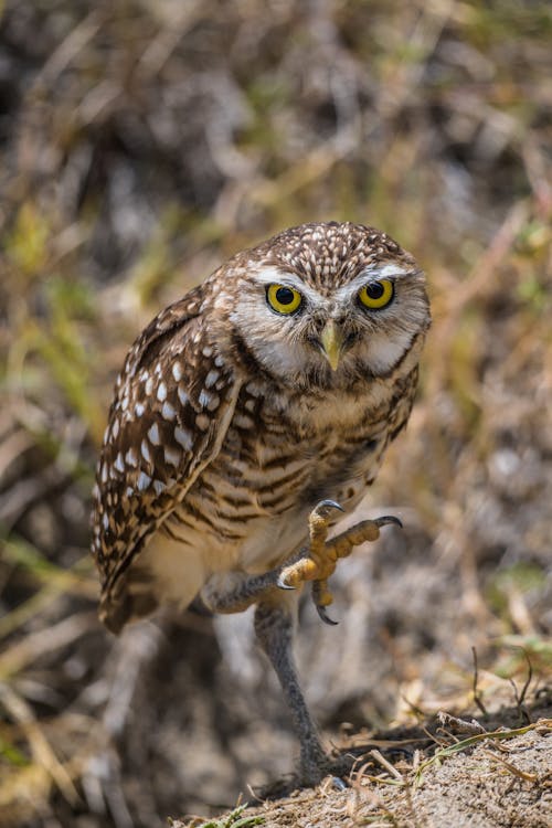 Burrowing Owl in Nature