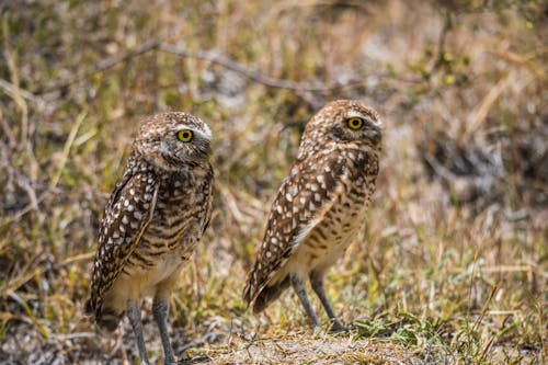 Close-up of Two Burrowing Owls