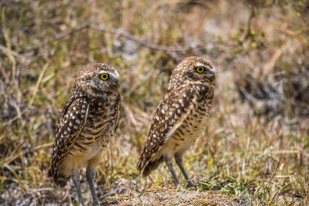 Burrowing Owls Photos, Download The BEST