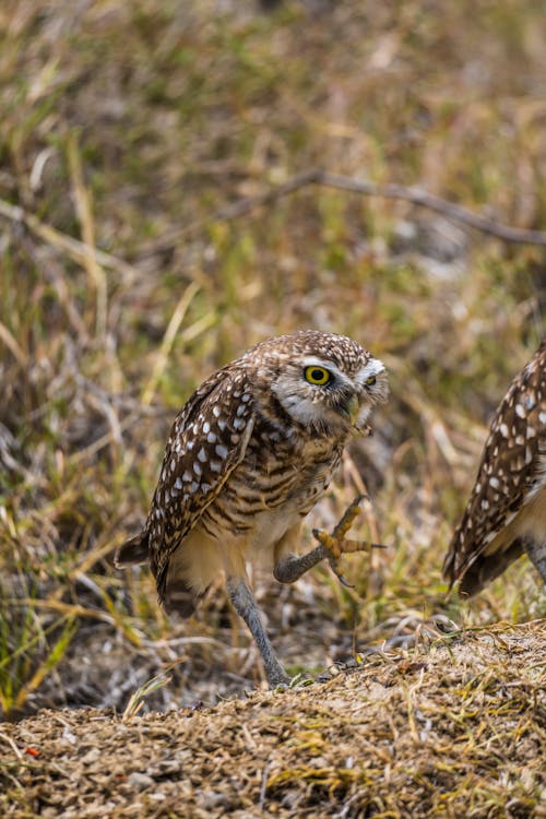 Burrowing Owl on Ground