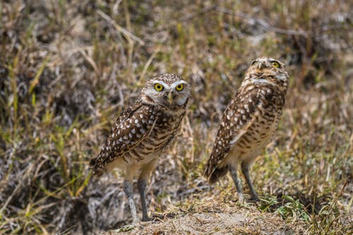 Burrowing Owls in Nature