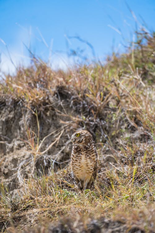 Burrowing Owl on Grass