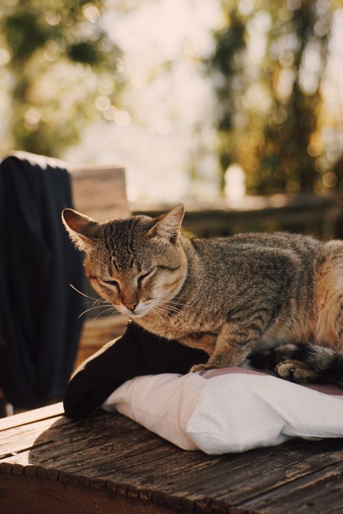 Free A serene tabby cat enjoying a sunny day on a pillow, radiating warmth and comfort. Stock Photo