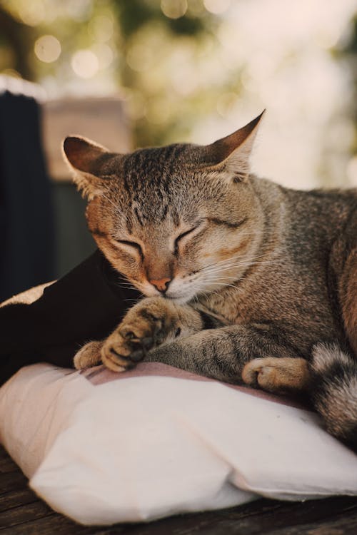 Gratis arkivbilde med dyrefotografering, hode, katt