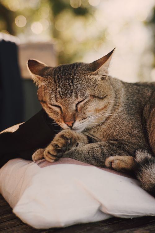 Free A serene tabby cat rests peacefully on a pillow outdoors, enjoying a sunny day. Stock Photo