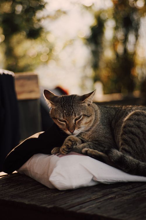 Free A peaceful tabby cat sleeps on a white pillow outside, enjoying the warm sunlight. Stock Photo