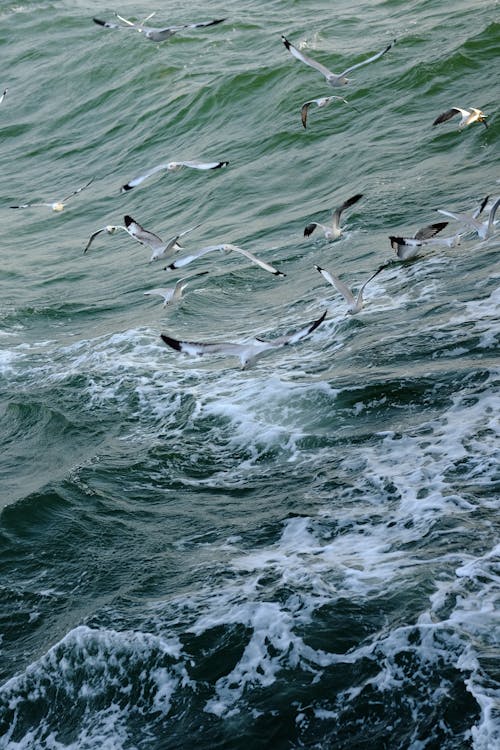 Seagulls Flying over Wave