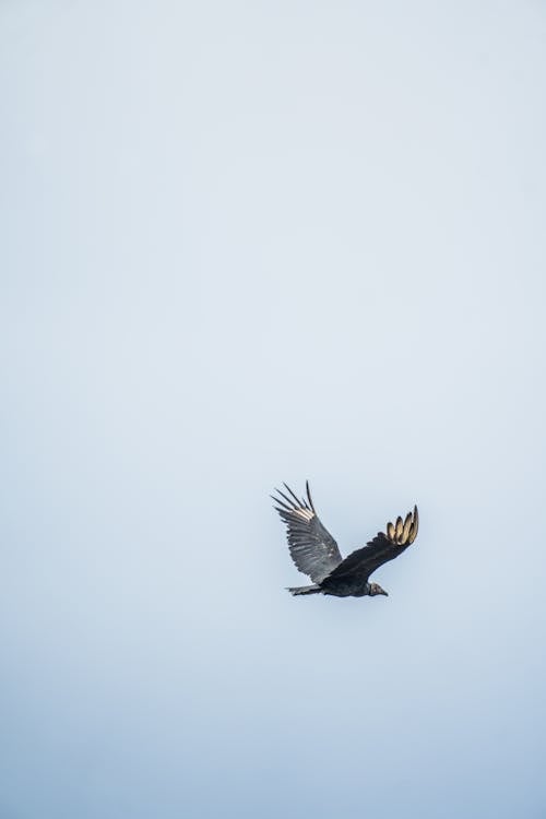 Predator Bird Flying