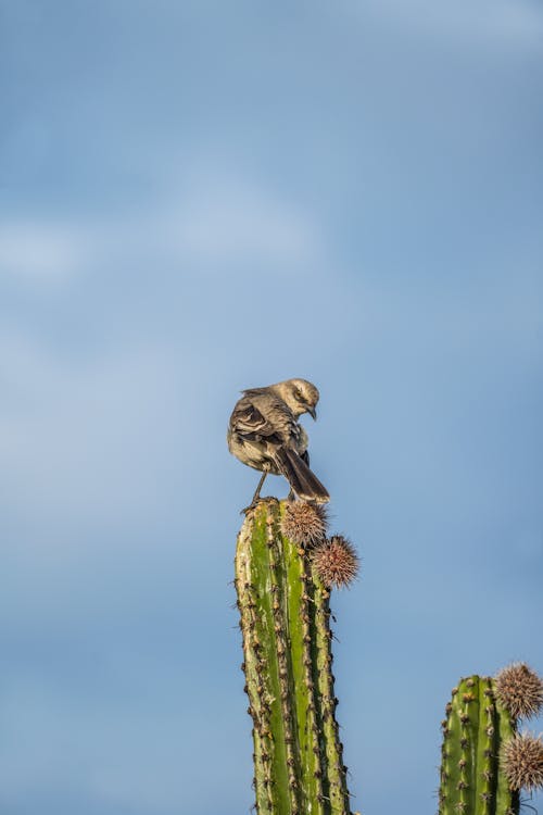 Kestrel Sitting on Cactus