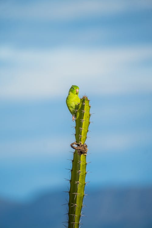 Green Parrot on Cactus