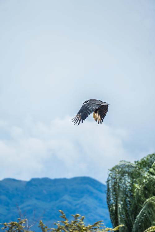 날으는, 동물 사진, 모바일 바탕화면의 무료 스톡 사진