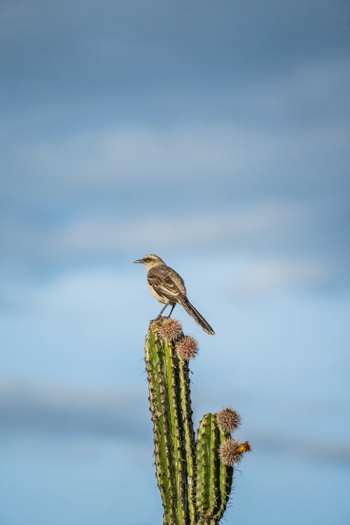 Mockingbird on Cactus