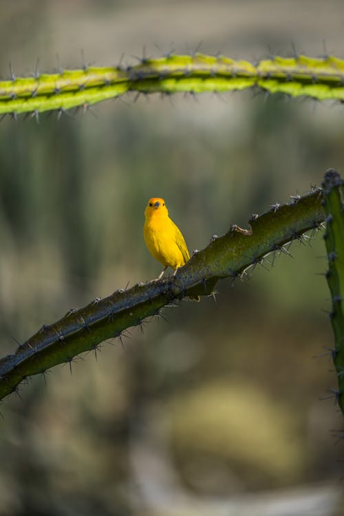 Canary Bird on Cactus Plant