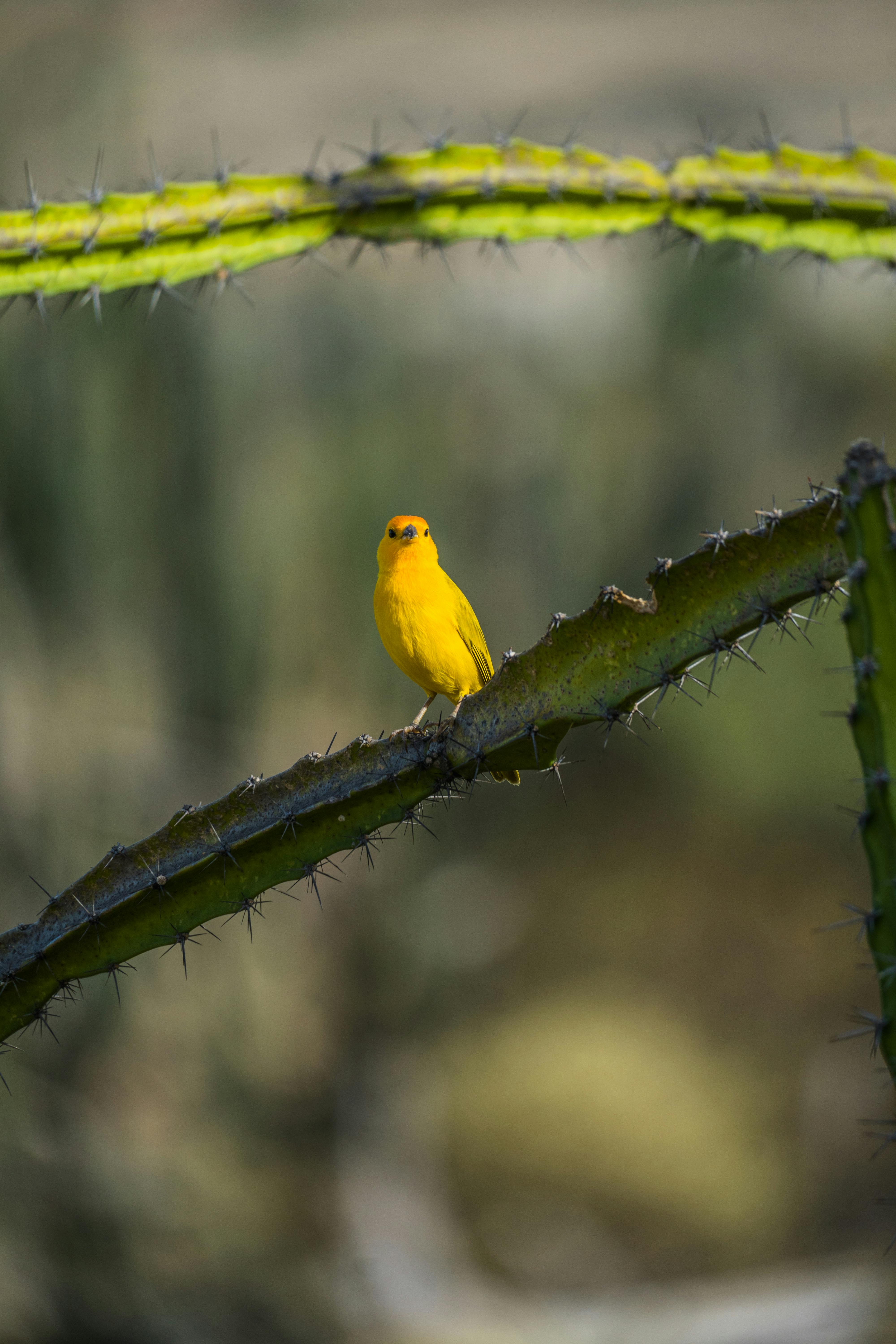 Canary - Birds & Animals Background Wallpapers on Desktop Nexus (Image  2364030)