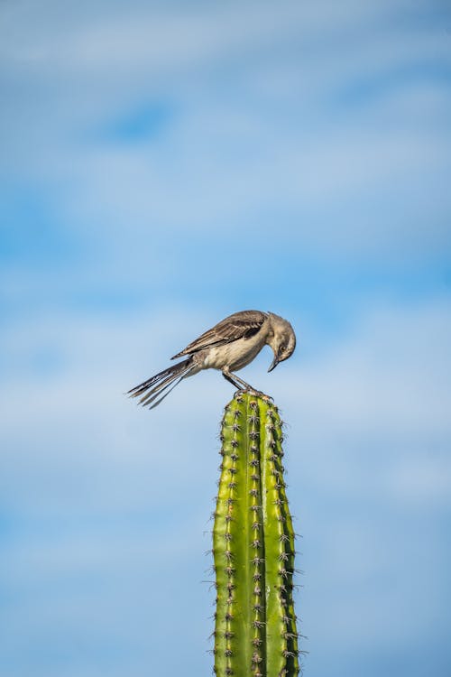 Northern Mockingbird on Cactus