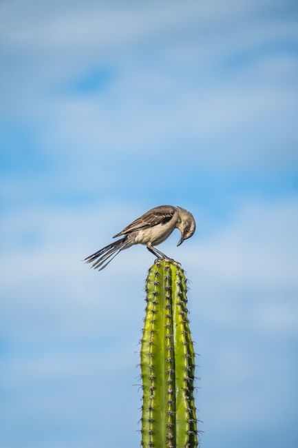 A northern mockingbird perched atop a tall cactus against a blue sky.