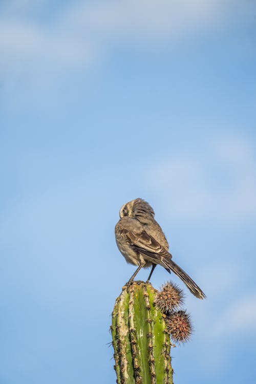 Bird Perching on Cactus