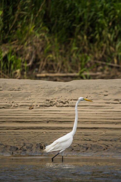 Egret Walking in Water