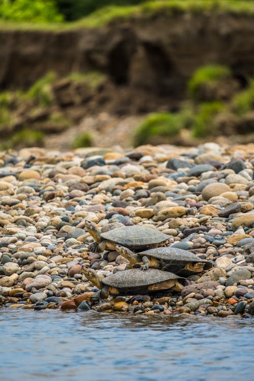 거북, 거북이, 돌의 무료 스톡 사진