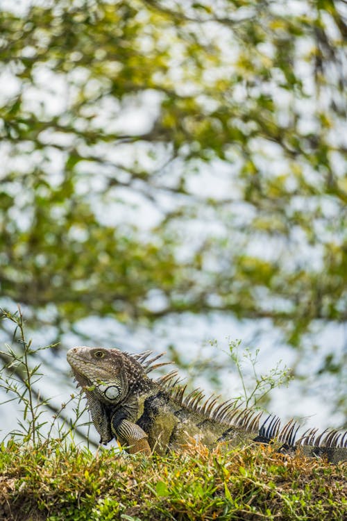 Iguana Lying on Grass under Tree