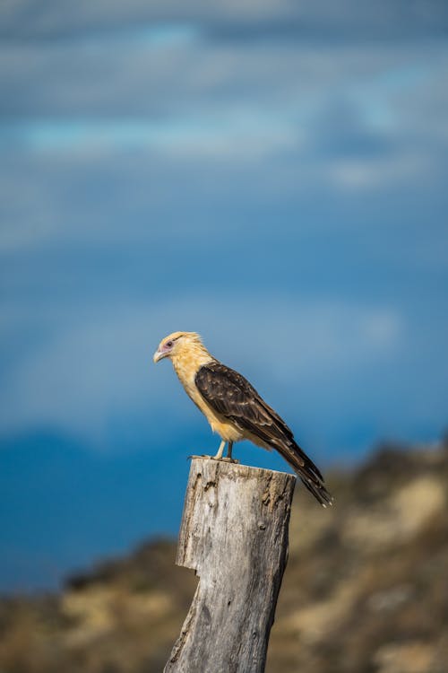 Caracara Perching on Wooden Pole