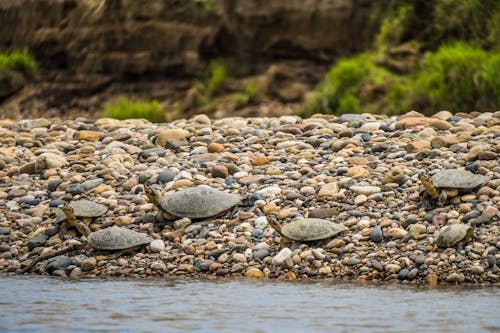 강, 거북이, 누워 있는의 무료 스톡 사진
