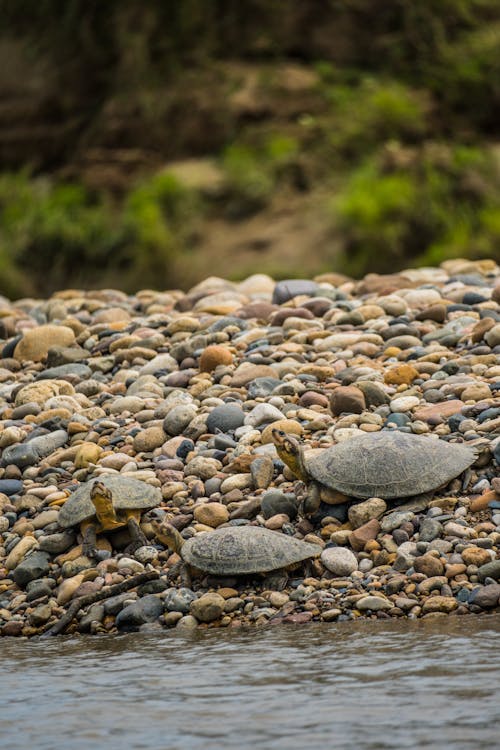 Turtles on Stones near Water