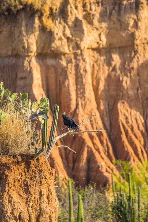 Black Bird Perching on Cacti