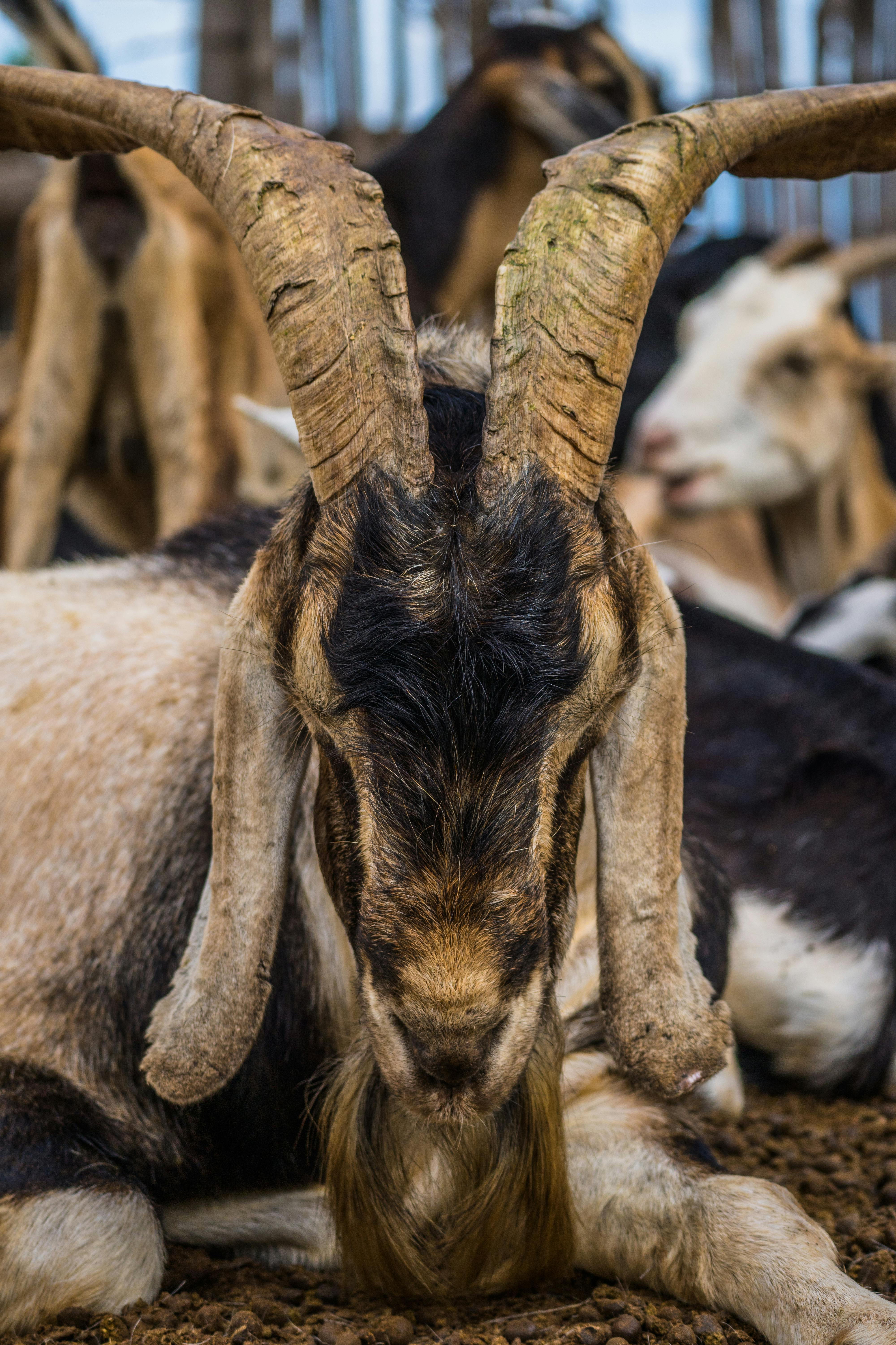 Gratuit Photos gratuites de agriculture, agriculture responsable, agroforesterie Photos