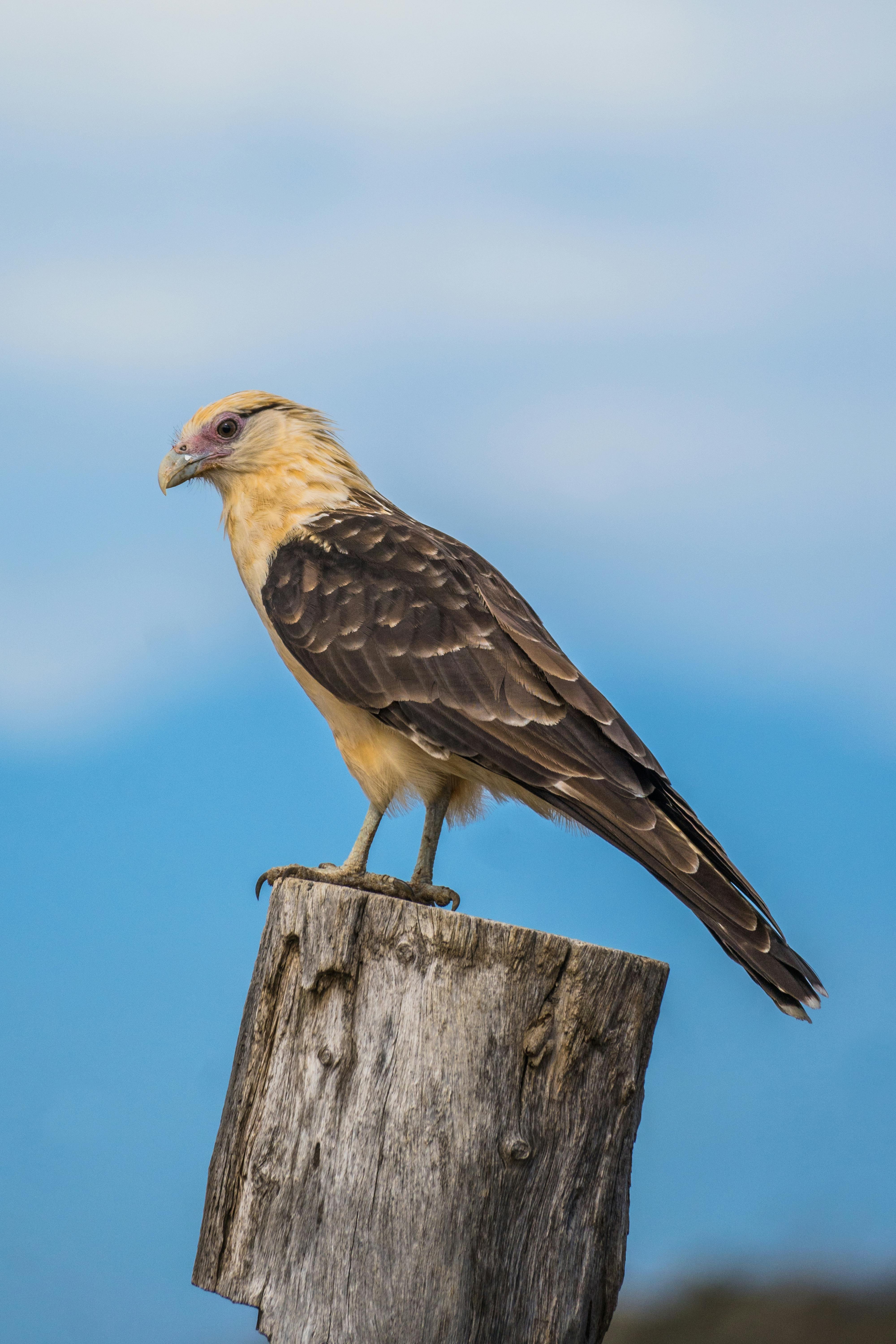 A crested caracara bird sits atop a weathered wooden stump against a clear blue sky.