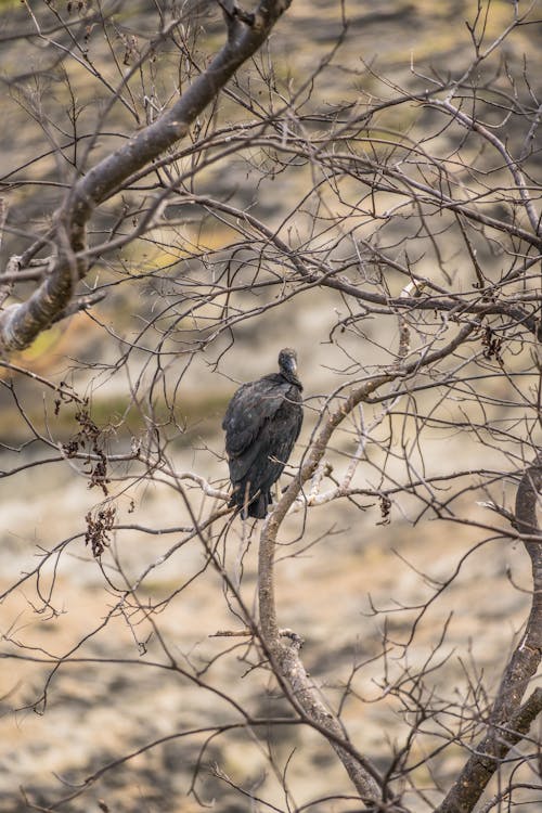 California Condor on Bare Tree