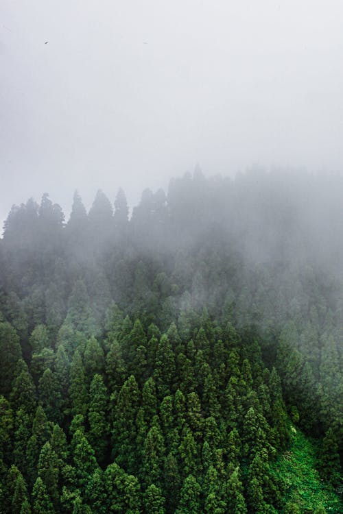 Mist Covering Forested Hill