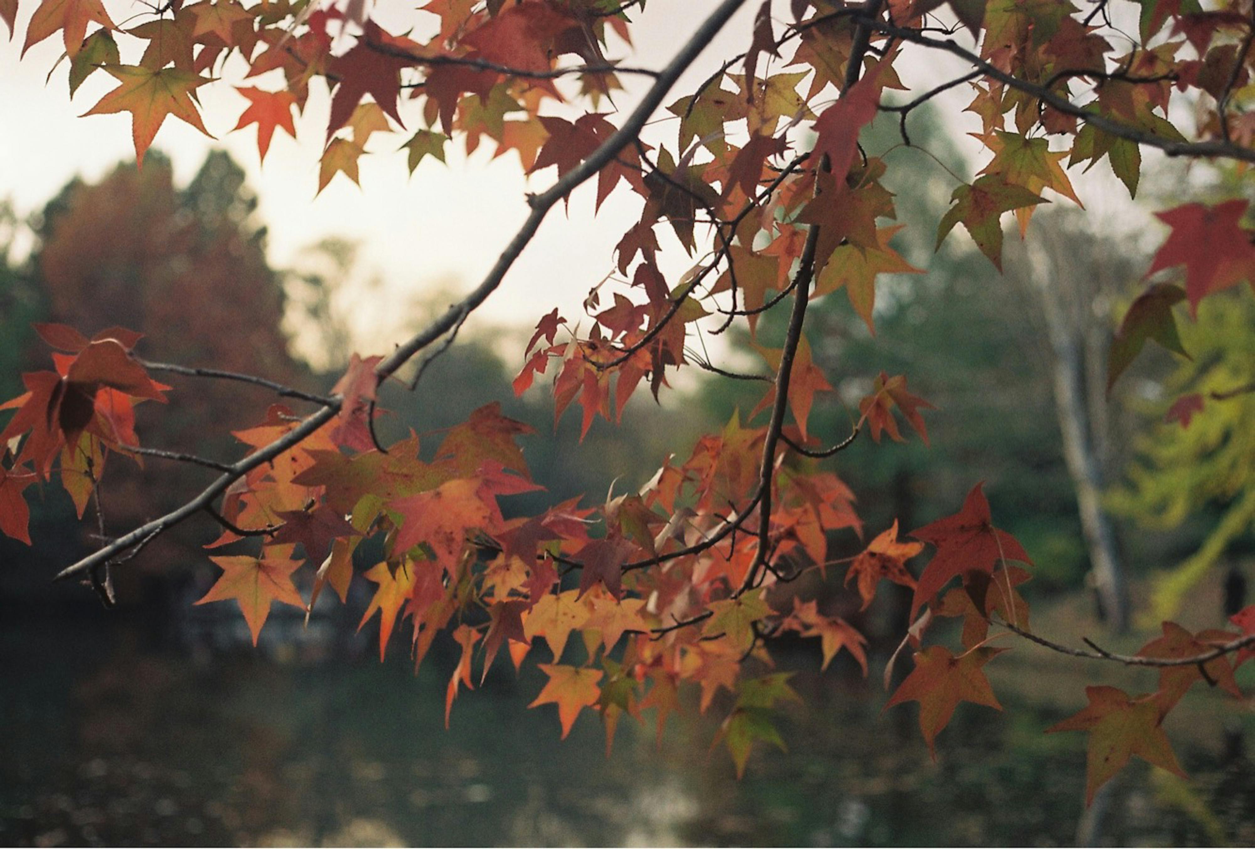 Brown Dry Leaves · Free Stock Photo