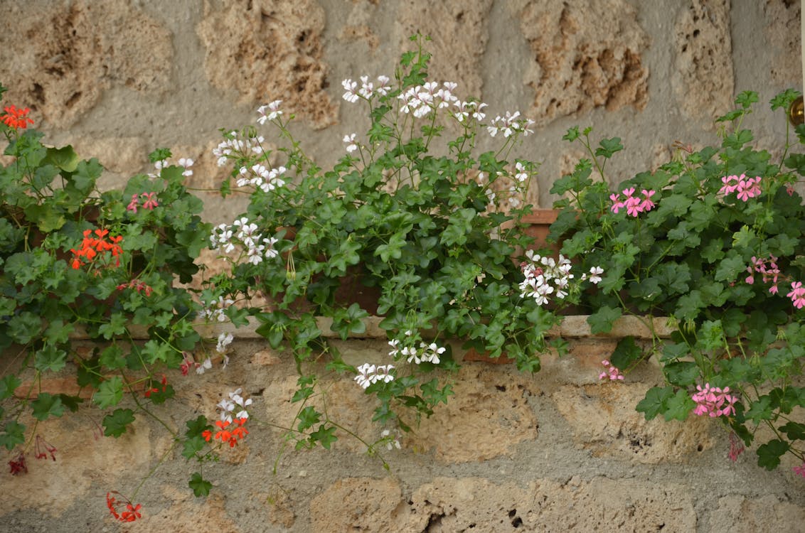 Potted Flowers on Stone Wall