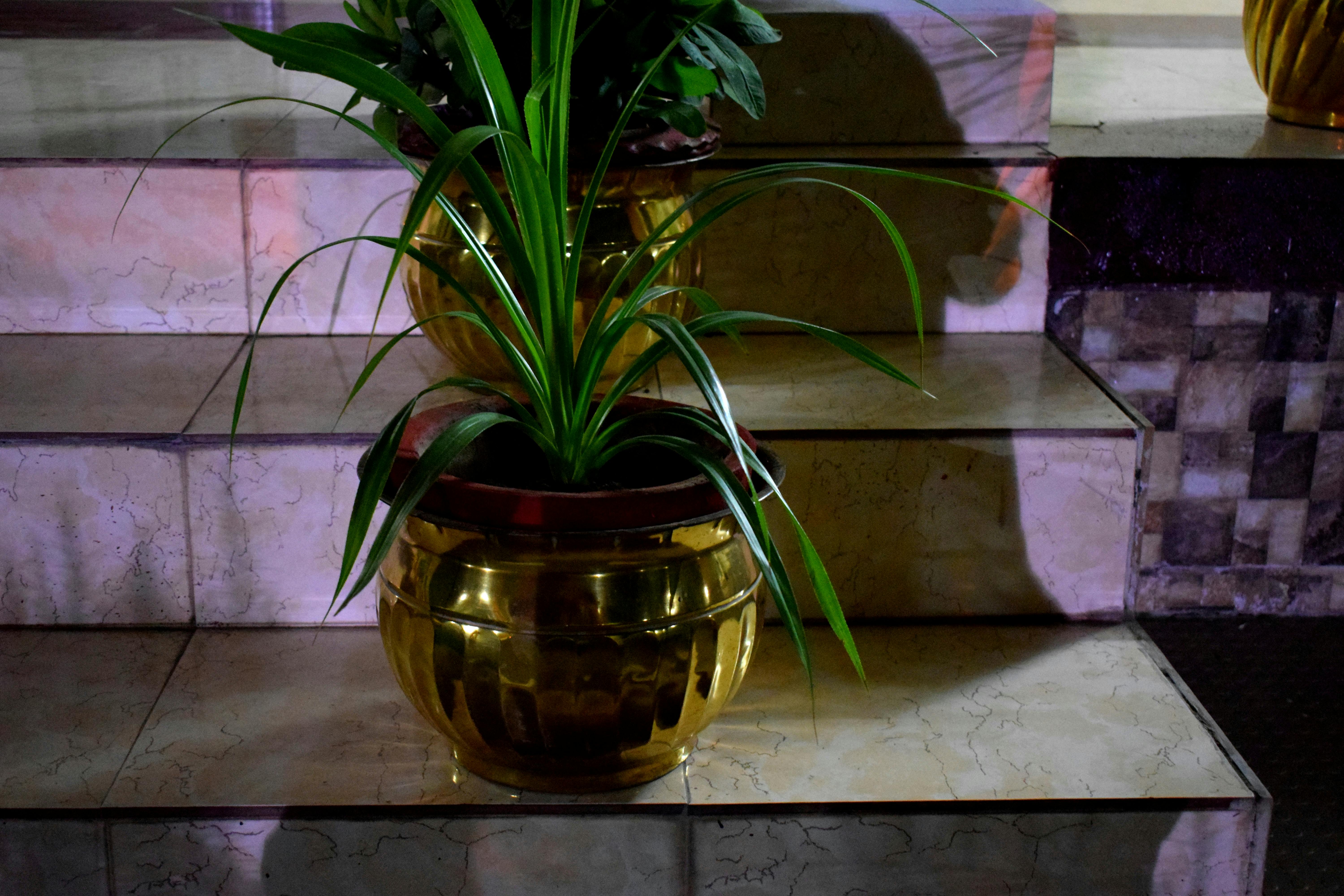 Free stock photo of flower pot, green plants, indoor plants
