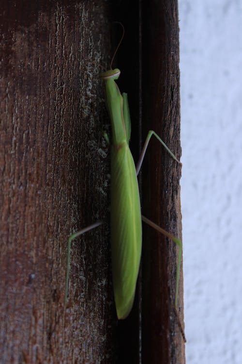 Foto d'estoc gratuïta de fons verd clar, insecte, Mantis religiosa