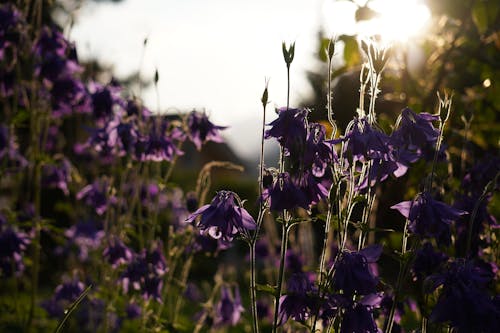 bitki, Çiçekler, doğa içeren Ücretsiz stok fotoğraf