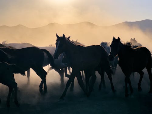 Dust over Herd of Horses at Sunset