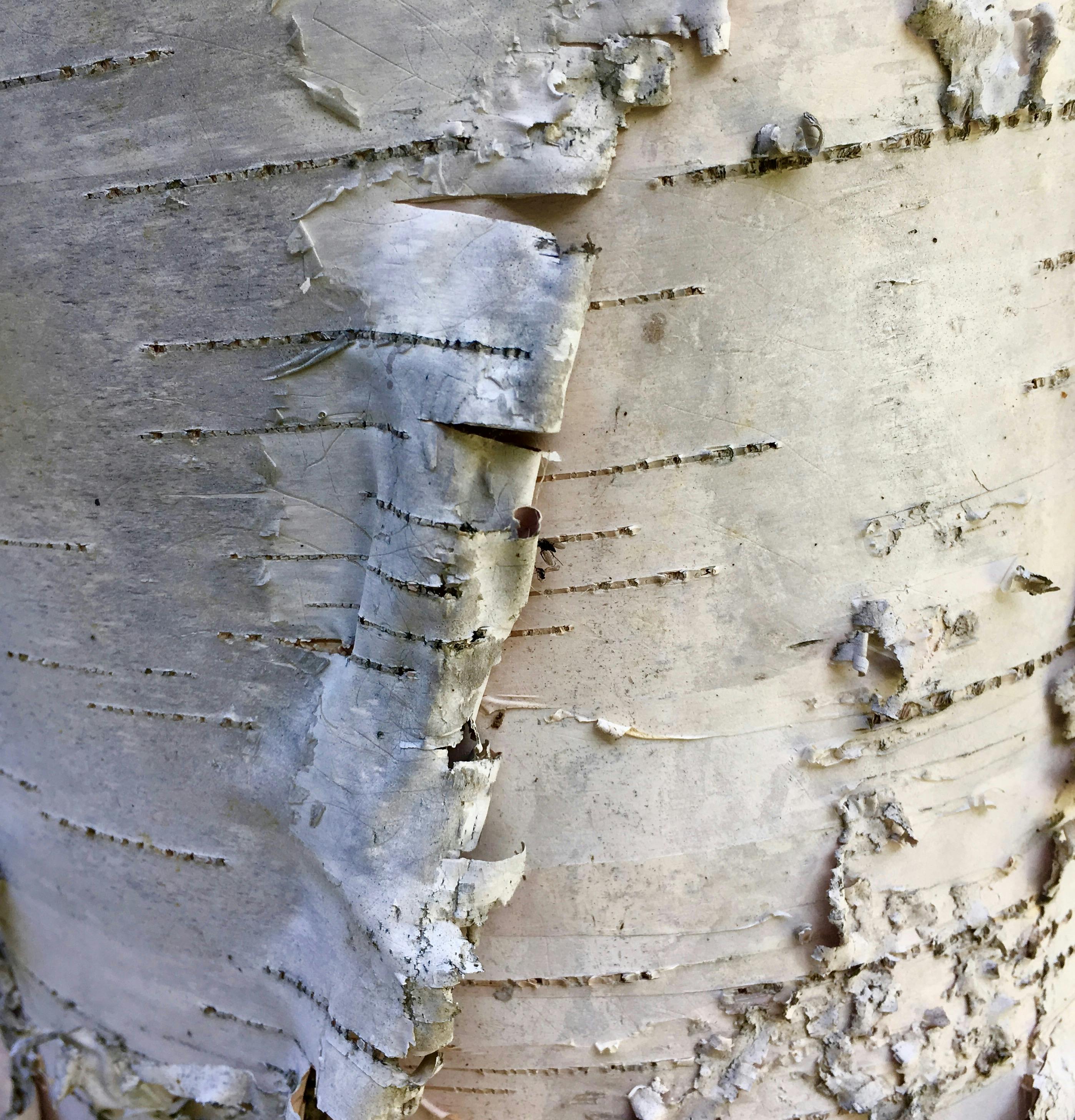 Free stock photo of birch bark, birch tree, paper birch