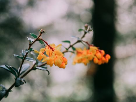 Yellow Flowers Blooming on Twigs of Barberry Shrub