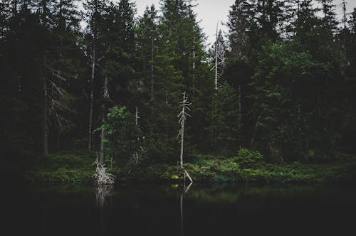 Lake and Forest on the Lakeshore 