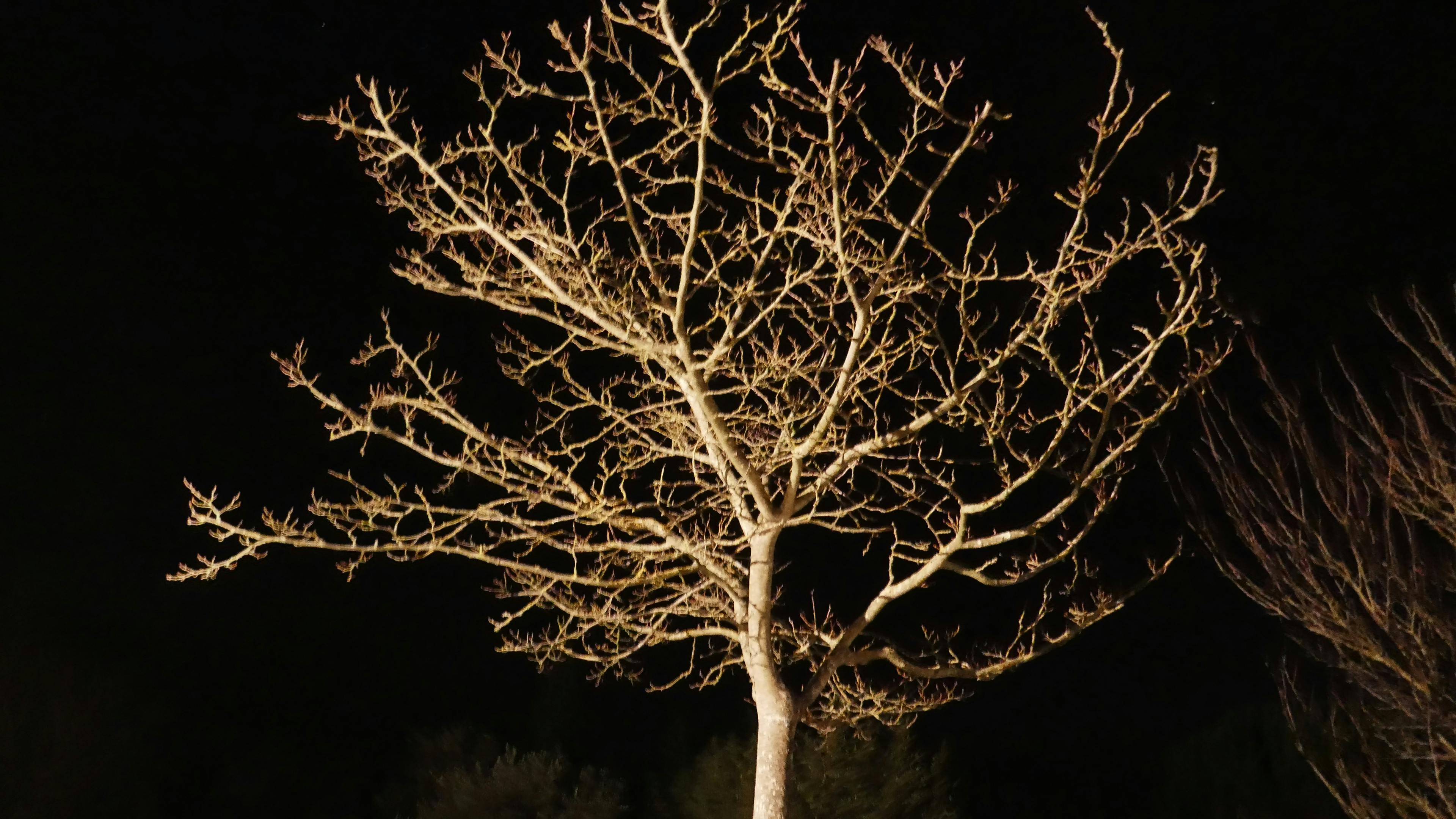 Free stock photo of black background, light and dark, Nake tree in the night