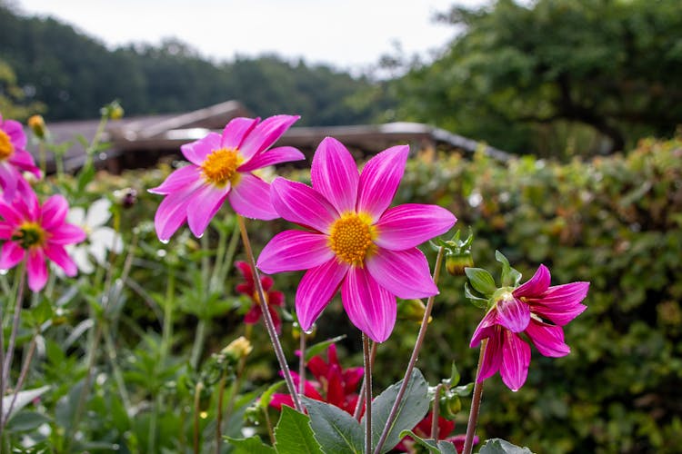 Purple Dahlia In Garden