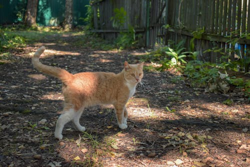 Бесплатное стоковое фото с бродячий кот, домашняя кошка