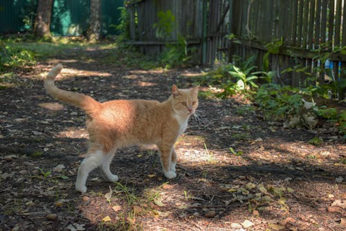 Foto stok gratis kucing jinak, kucing liar