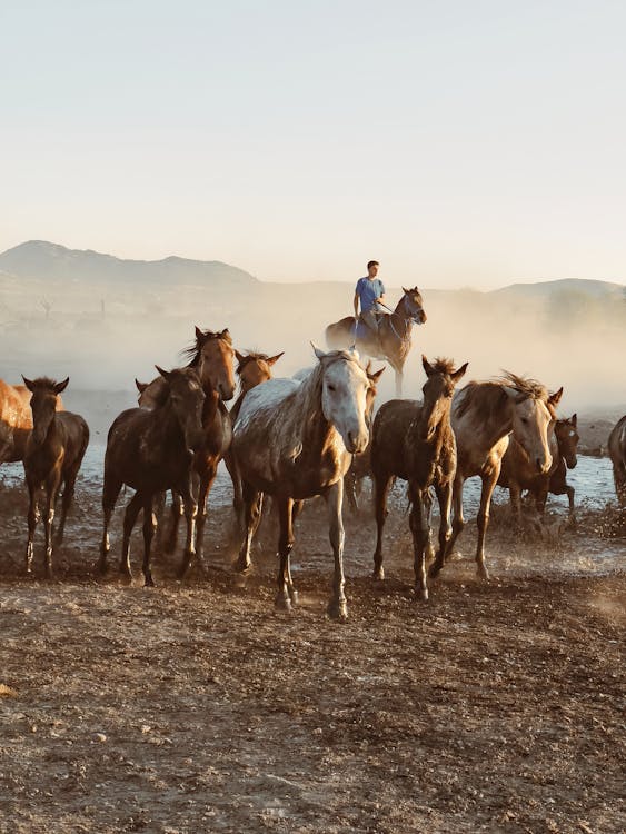 Man Herding Herd of Horses