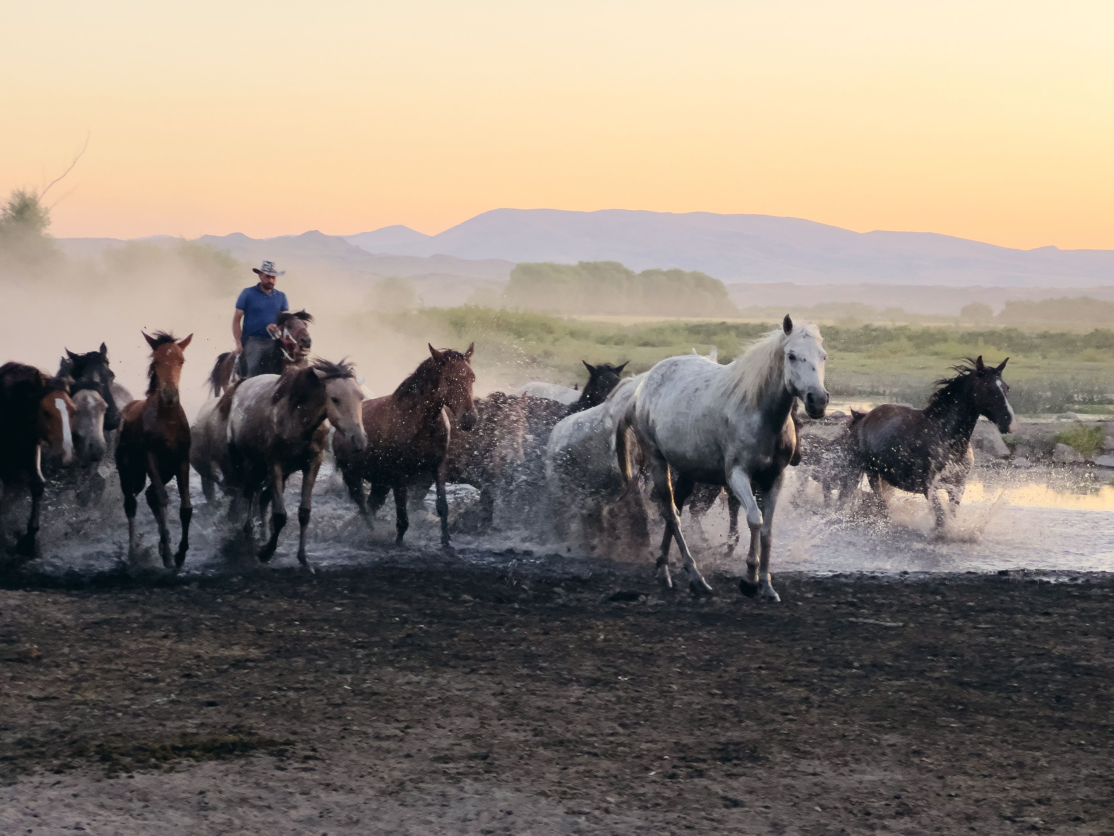 outlaw equine supplements
